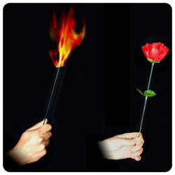 Torch to Rose